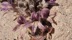 Aphyllon cooperi