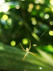 Argiope