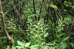 Platanthera japonica