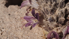 Aphyllon cooperi
