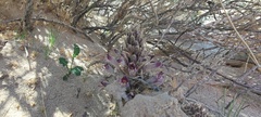 Aphyllon cooperi