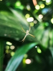 Argiope