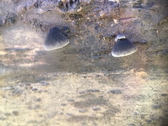 Hohenbuehelia grisea