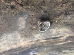 Hohenbuehelia grisea