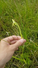 Habenaria trifida