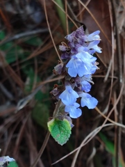 Salvia mocinoi