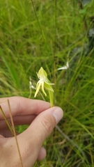 Habenaria trifida