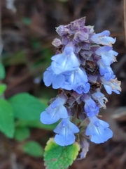 Salvia mocinoi