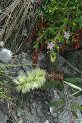 Melaleuca viridiflora
