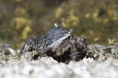 Metopograpsus thukuhar