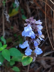 Salvia mocinoi