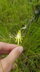 Habenaria trifida