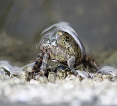 Metopograpsus thukuhar