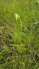 Habenaria trifida