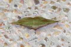 Hypochrosis hyadaria