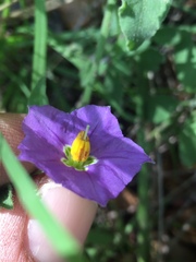 Solanum xanti