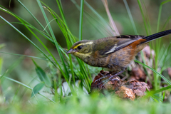 Microspingus lateralis