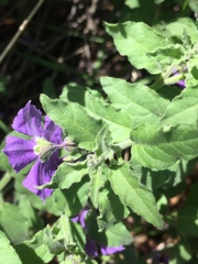 Solanum xanti