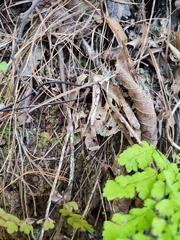 Adiantum concinnum