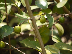 Ziziphus mauritiana