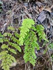 Adiantum concinnum