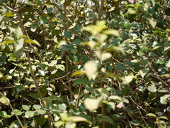 Ziziphus mauritiana