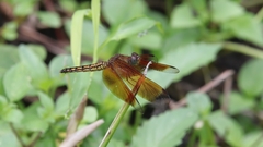 Neurothemis ramburii