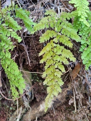 Adiantum concinnum