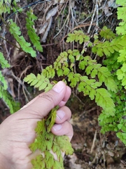 Adiantum concinnum
