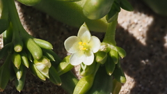 Cistanthe ambigua