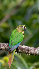 Pyrrhura frontalis