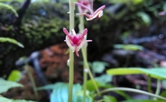 Crepidium acuminatum