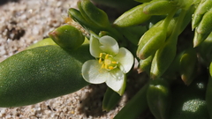 Cistanthe ambigua