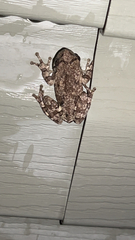 Hyla chrysoscelis