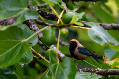 Stilpnia cayana