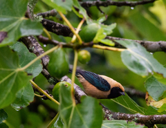 Stilpnia cayana