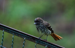 Knipolegus cyanirostris