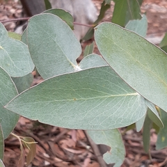 Eucalyptus tenuiramis