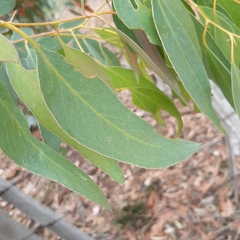 Eucalyptus tenuiramis