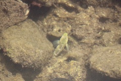 Omobranchus obliquus