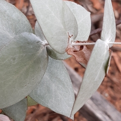 Eucalyptus tenuiramis