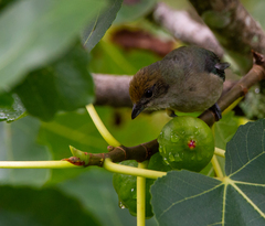 Stilpnia cayana