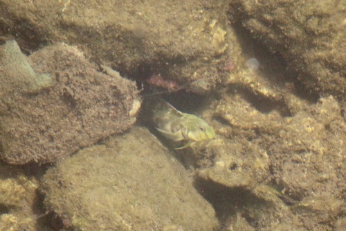 Mangrove Blenny