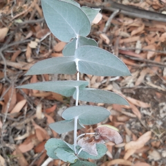 Eucalyptus tenuiramis