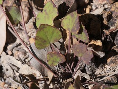 Pentapeltis silvatica