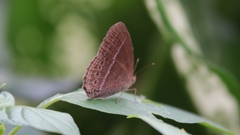 Mycalesis janardana