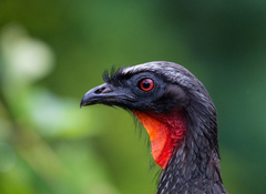 Penelope superciliaris