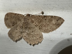 Melanolophia signataria