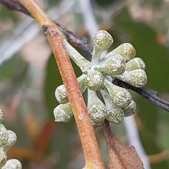 Eucalyptus tenuiramis