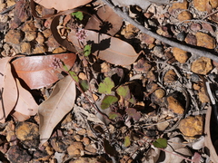 Pentapeltis silvatica
